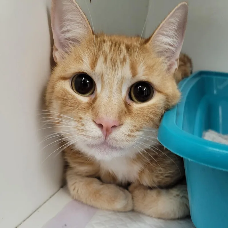 A young small-sized male Orange / Red Domestic Short Hair cat named Tucson for adoption in Duncan, OK