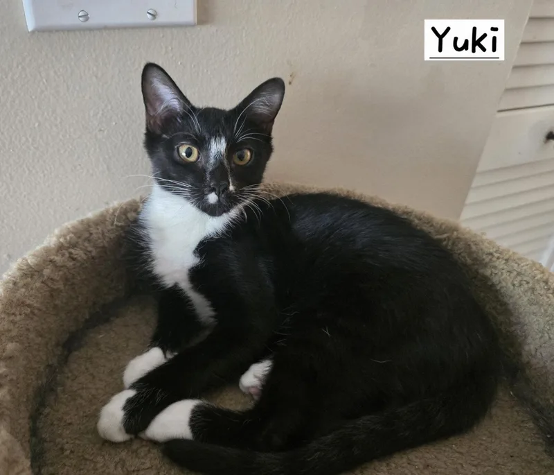 Yuki