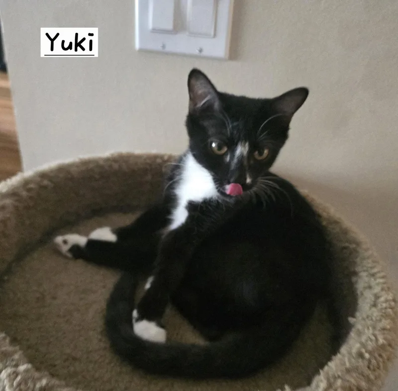 Yuki thumbnail 2