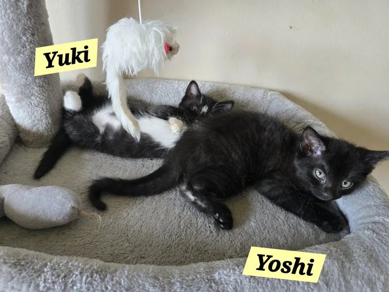 Yuki thumbnail 3