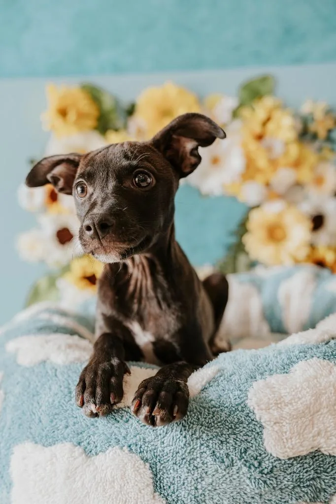 A baby small-sized female Mixed Breed dog named Lani for adoption in Newberg, OR