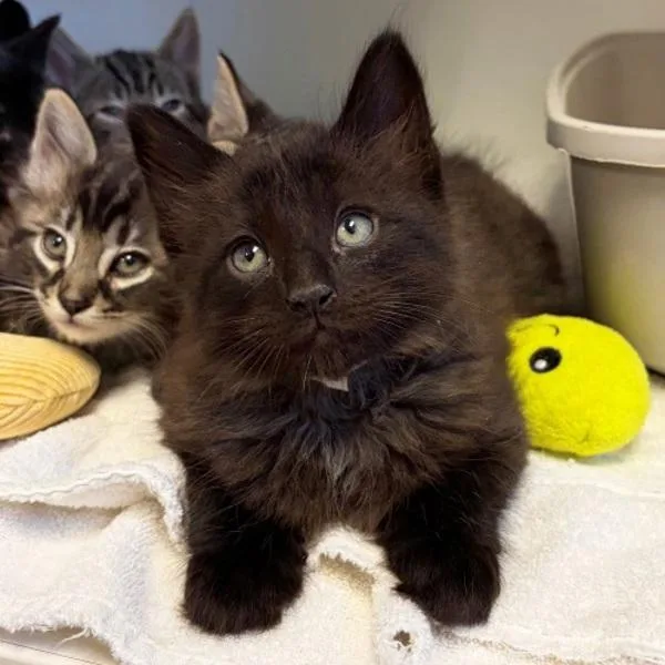A baby small-sized male Domestic Short Hair cat named Lemon for adoption in Walnut Creek, CA