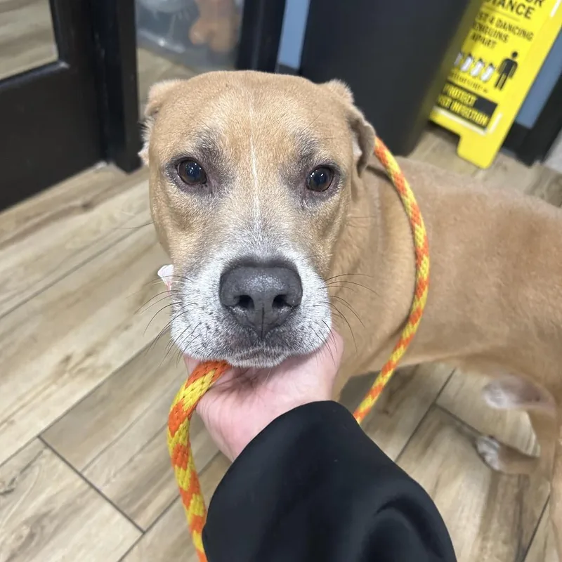 A baby small-sized male Yellow / Tan / Blond / Fawn Pit Bull Terrier dog named Disco for adoption in Newark, NJ