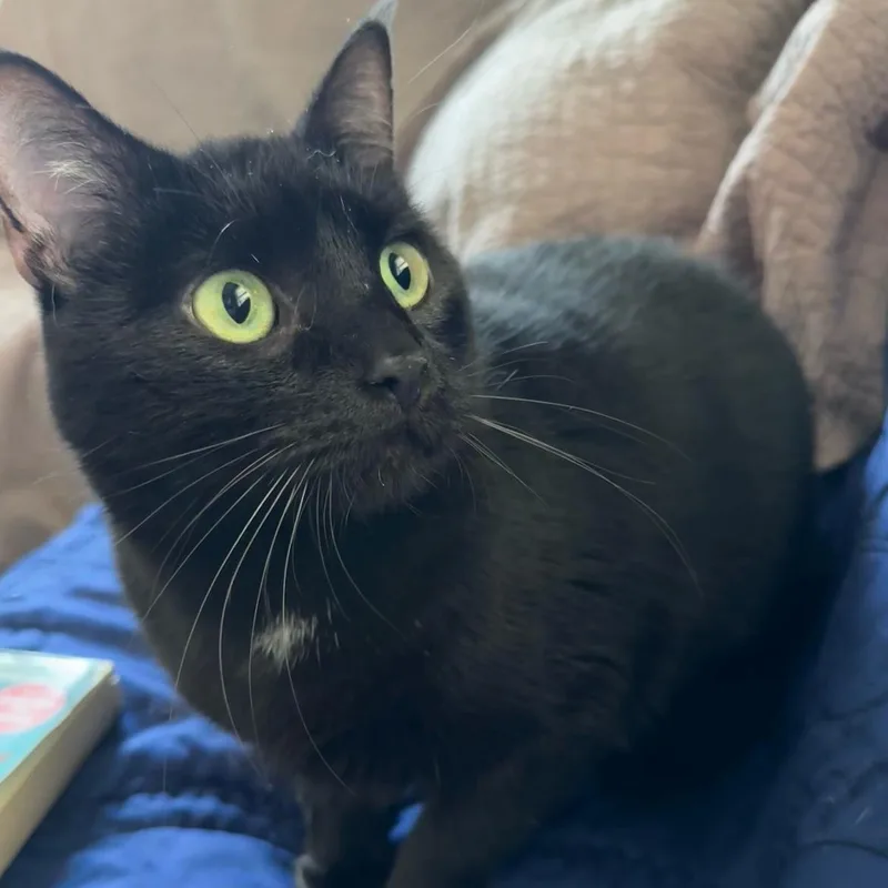 Black Jack thumbnail 2