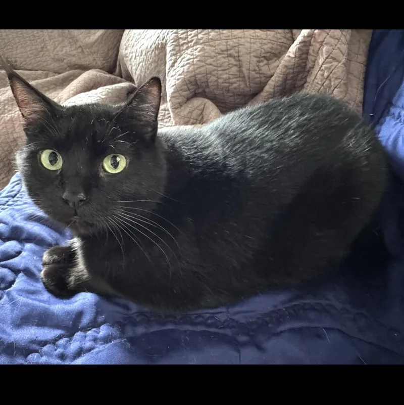 A young large-sized male Black Domestic Short Hair cat named Black Jack for adoption in Omaha, NE