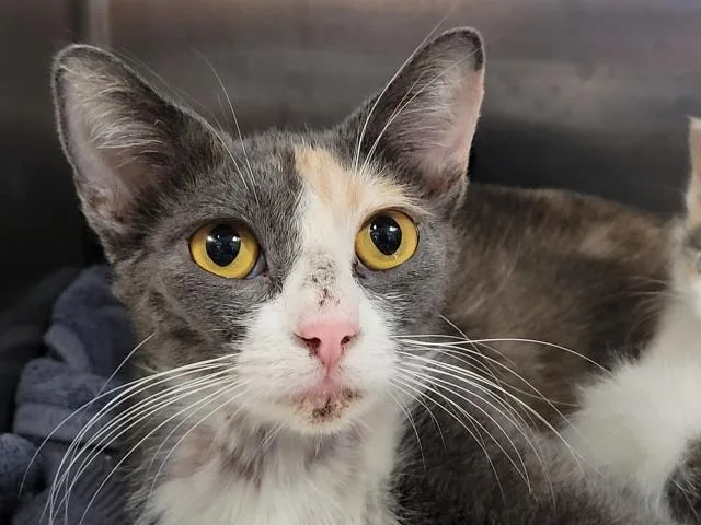 A young large-sized female Domestic Short Hair cat named Kiisu for adoption in San Pedro, CA