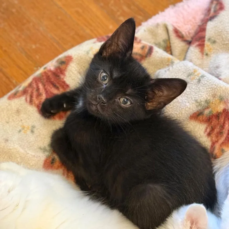 A baby small-sized male Black Domestic Short Hair cat named Vermouth for adoption in Spring Hill, KS
