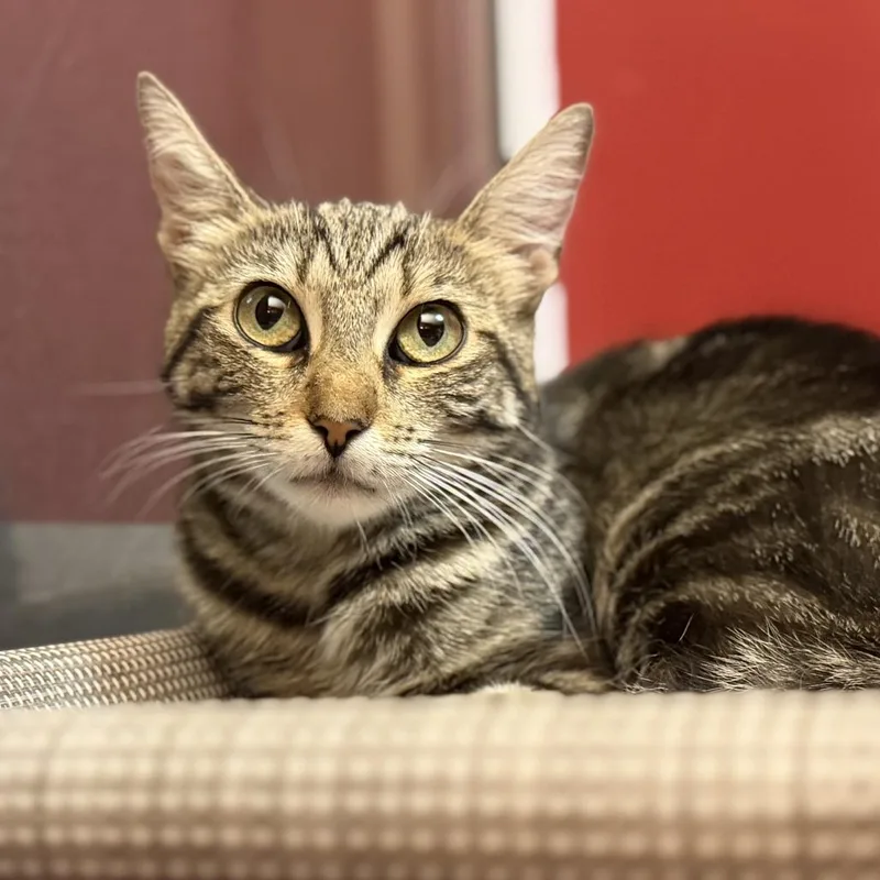 An adult small-sized female Brown / Chocolate Domestic Short Hair cat named Shakira for adoption in New York, NY