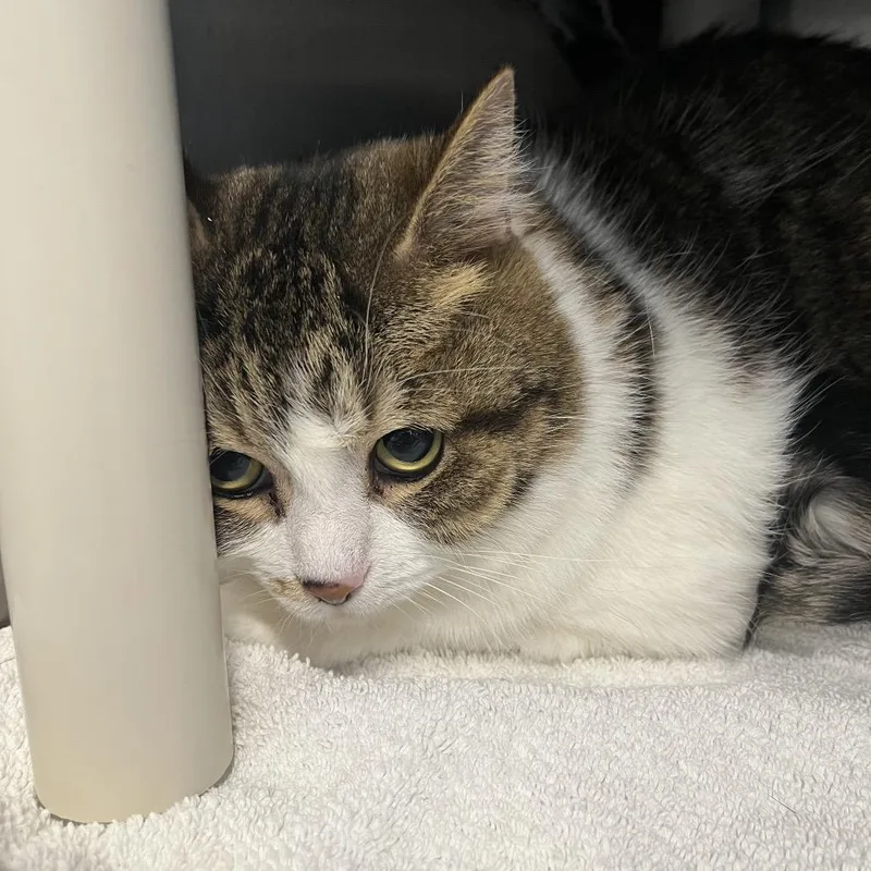 An adult large-sized male Gray / Blue / Silver Domestic Short Hair cat named Maximus Decimus Meridius for adoption in Fort Wayne, IN