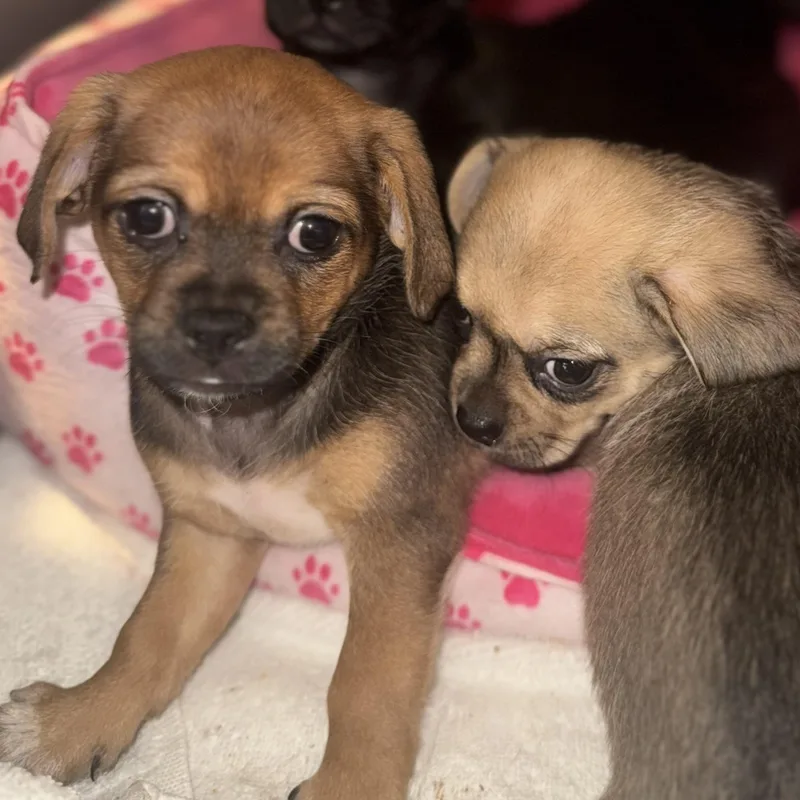 A baby small-sized female Bicolor Pekingese dog named Haddie for adoption in Crosby, TX