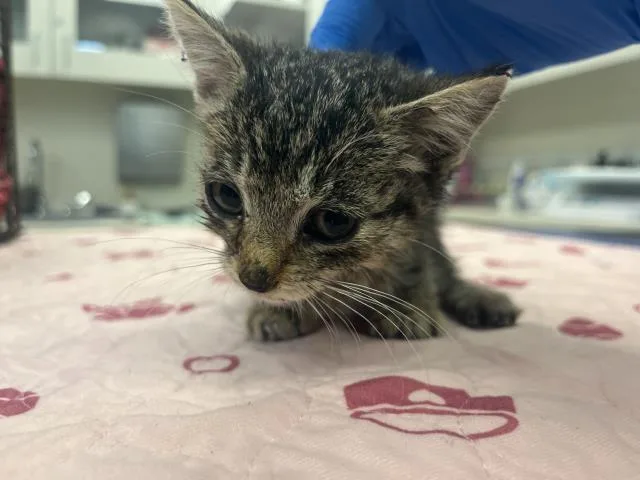 A baby small-sized female Domestic Short Hair cat named Feebee for adoption in San Luis Obispo, CA