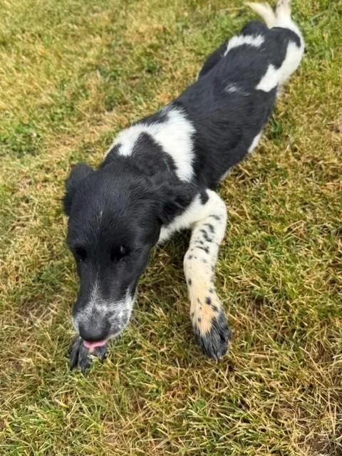A baby medium-sized male Black Cocker Spaniel dog named Lord for adoption in Augusta, WV