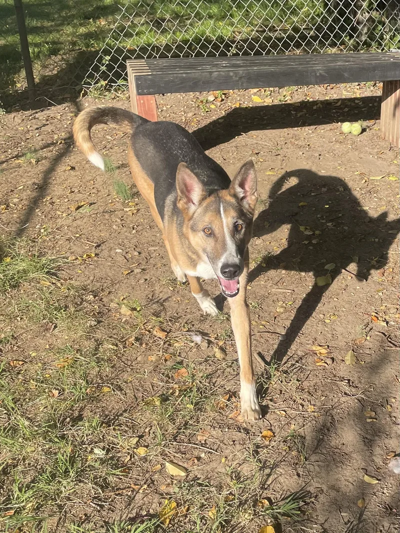 A senior medium-sized male Tricolor (Brown, Black, & White) Mixed Breed dog named Jay for adoption in Mishawaka, IN