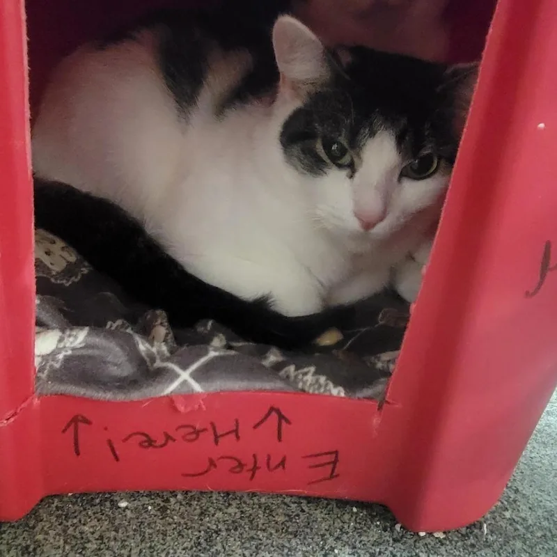 A young medium-sized female Brown / Chocolate Domestic Short Hair cat named Mittens for adoption in Grand Rapids, MI