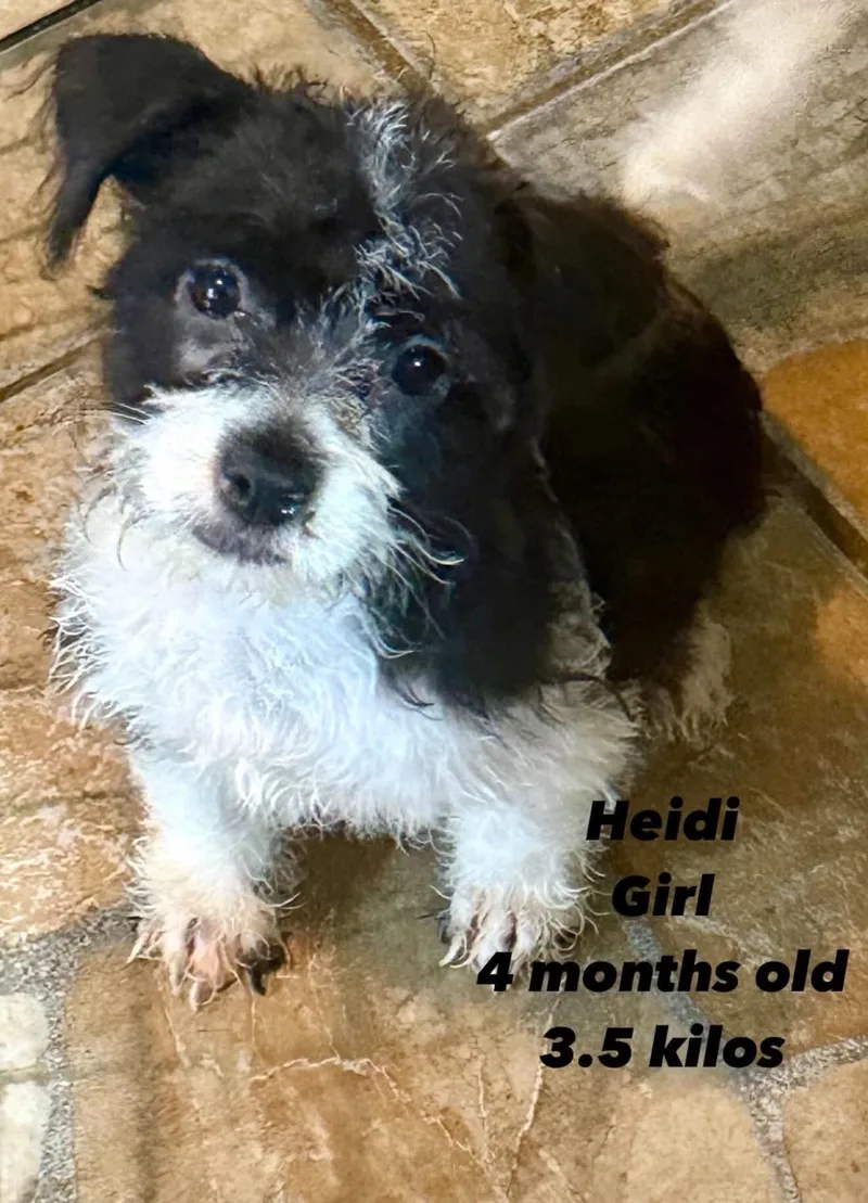 A baby small-sized female Standard Poodle dog named Heidi for adoption in Windsor, CO