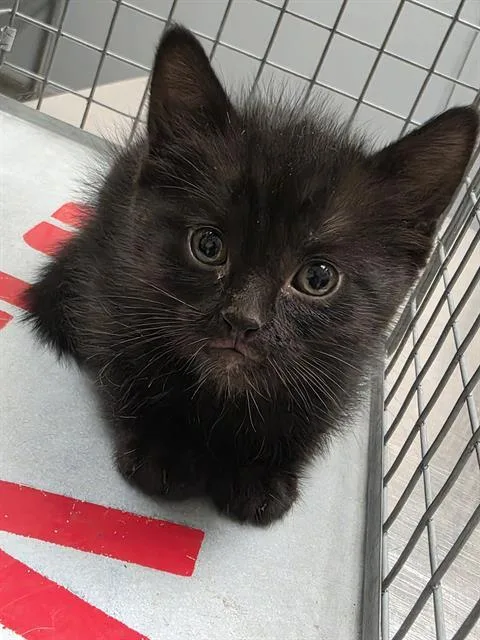 A baby small-sized female Domestic Short Hair cat named Ghost for adoption in Las Vegas, NV