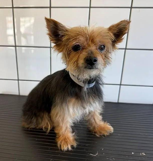 A senior medium-sized male Yorkshire Terrier dog named Rocky for adoption in Downey, CA