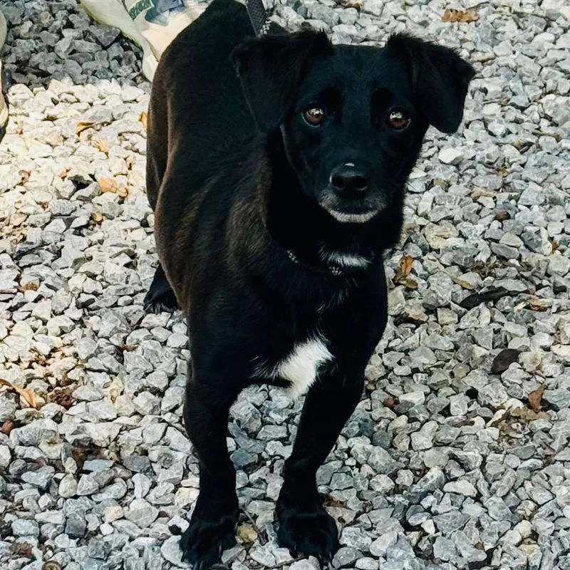 An adult small-sized male Black Dachshund dog named Luther for adoption in Lucedale, MS