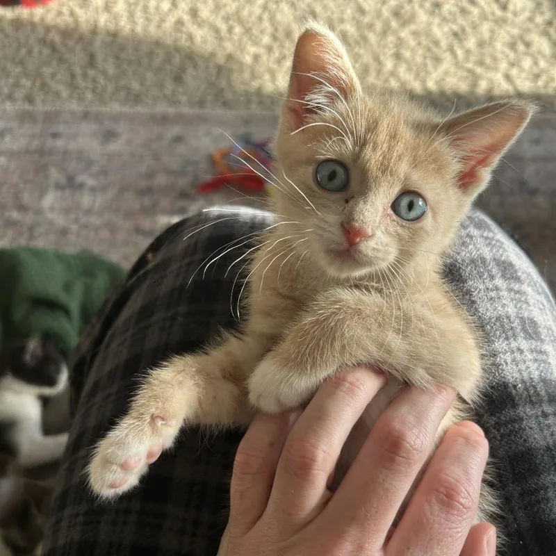 A baby medium-sized male Cream / Ivory Domestic Short Hair cat named Slightly Orange for adoption in Chattanooga, TN