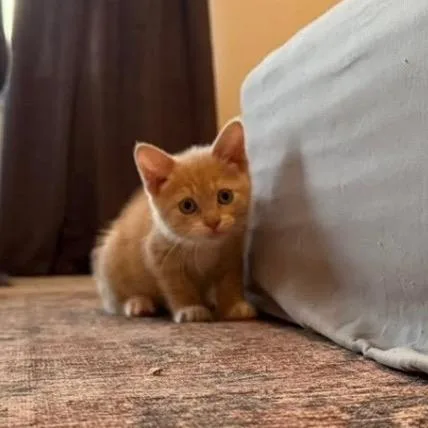 Slightly Orange thumbnail 3