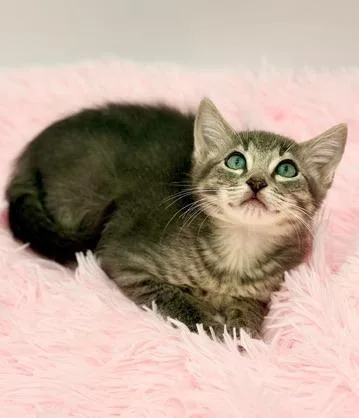 A baby medium-sized male Tabby (Gray / Blue / Silver) Russian Blue cat named Pad Thai for adoption in Covington, LA