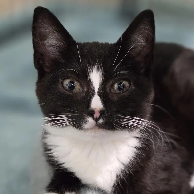 A baby small-sized female Black Domestic Short Hair cat named NubNub for adoption in Pittsford, VT
