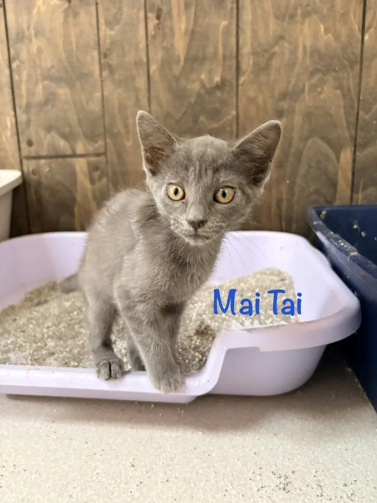A baby small-sized male Gray / Blue / Silver Domestic Short Hair cat named Mai Tai for adoption in Lake Wylie, SC