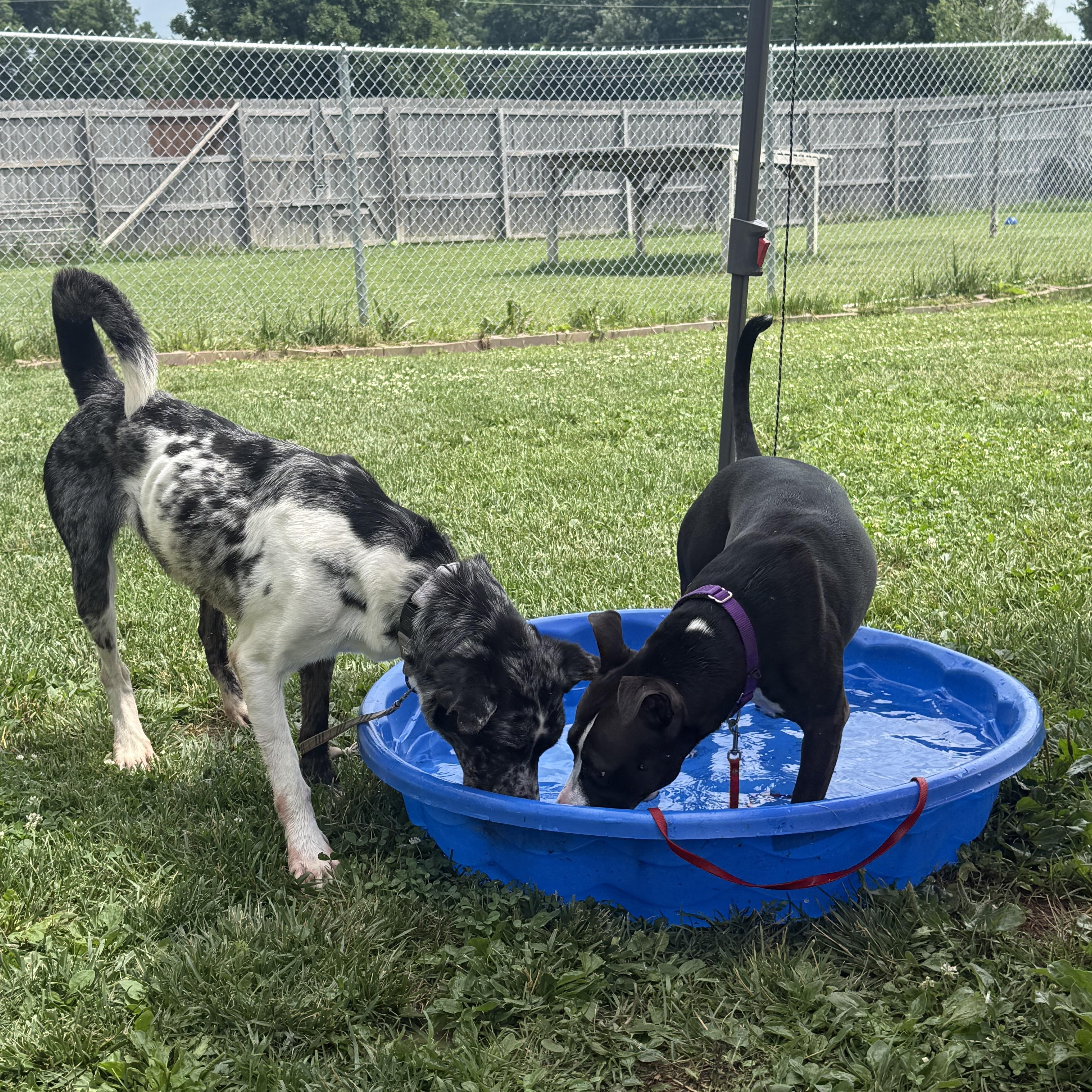 An adult medium-sized male Merle (Blue) Catahoula Leopard Dog dog named Bowie for adoption in Monroe, OH