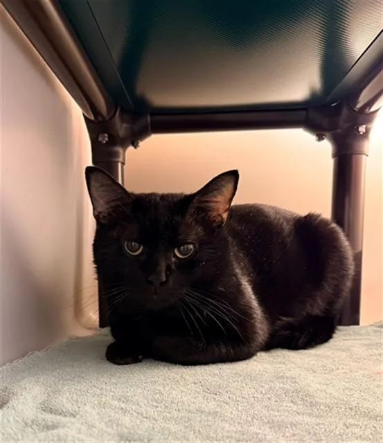 A young medium-sized male Domestic Short Hair cat named King Cobra for adoption in Statesville, NC