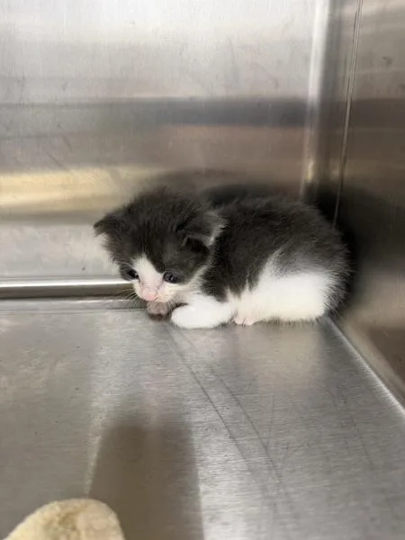 A baby small-sized male Domestic Short Hair cat named Jake for adoption in Lafayette, LA