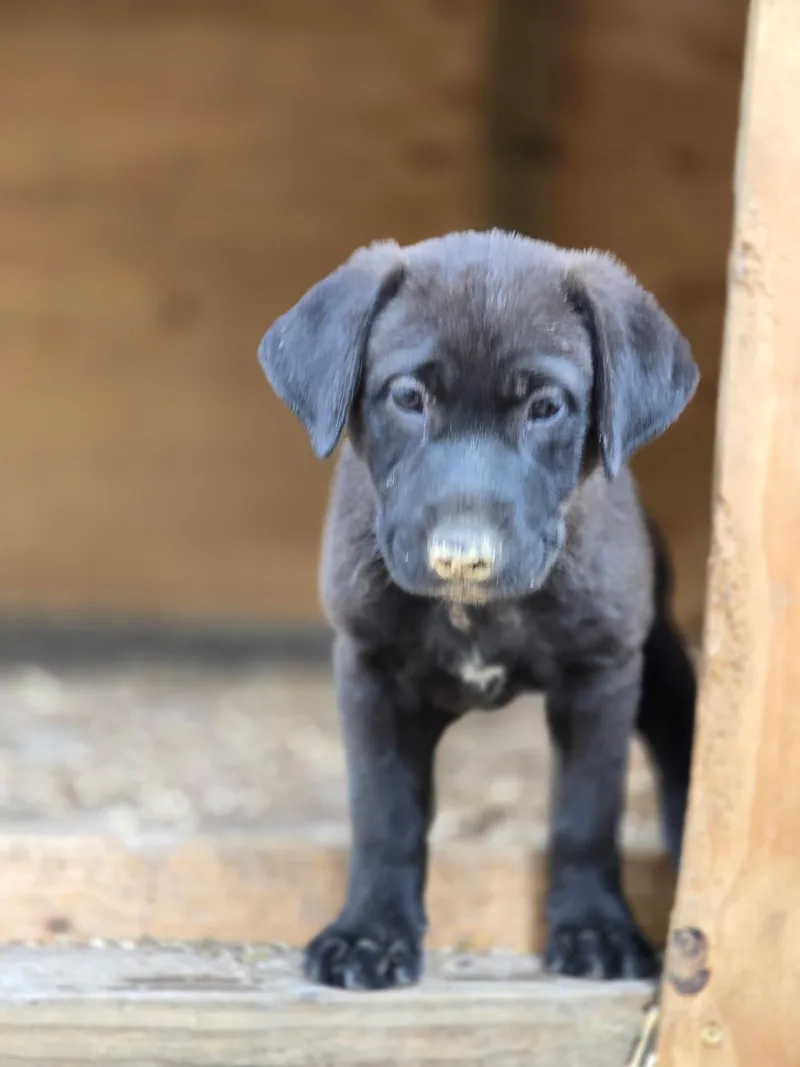 A baby large-sized female Brown / Chocolate Labrador Retriever dog named MocaBean for adoption in Kannapolis, NC