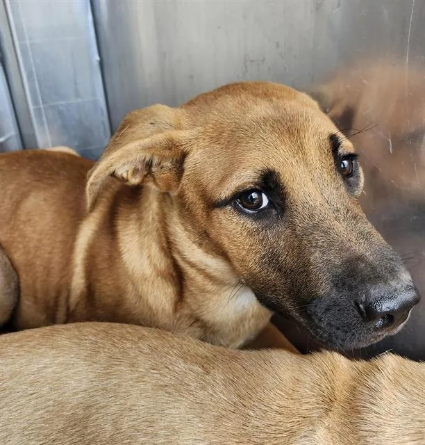 A young medium-sized male Labrador Retriever dog named Bobby for adoption in San Antonio, TX