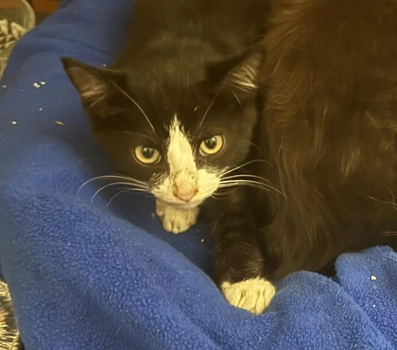 A baby small-sized male Black & White / Tuxedo Domestic Short Hair cat named Nyx for adoption in Pittsburgh, PA