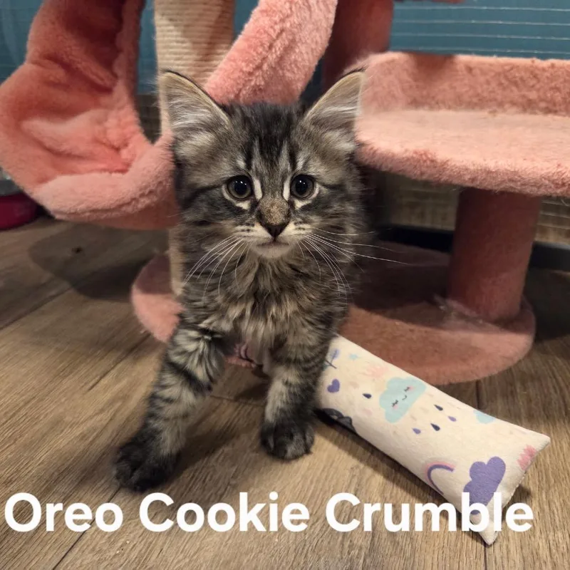 Oreo Cookie Crumble