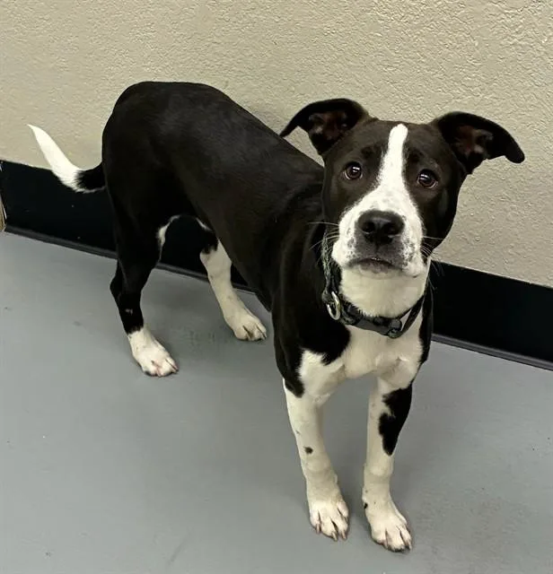 A young medium-sized male Black Pit Bull Terrier dog named Oreo for adoption in Phoenix, OR