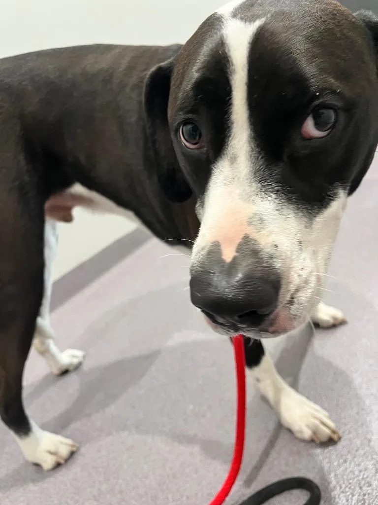 A young medium-sized male Great Dane dog named Lucky for adoption in Benton, AR
