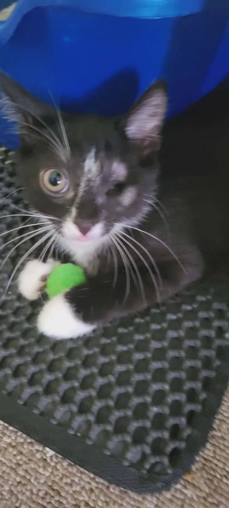 A young medium-sized male American Shorthair cat named Blaze for adoption in Roanoke, AL