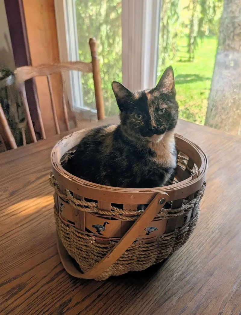 Jazzybell thumbnail 2