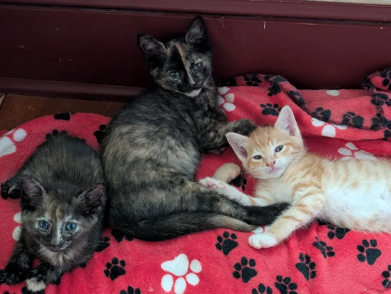 Jazzybell thumbnail 3