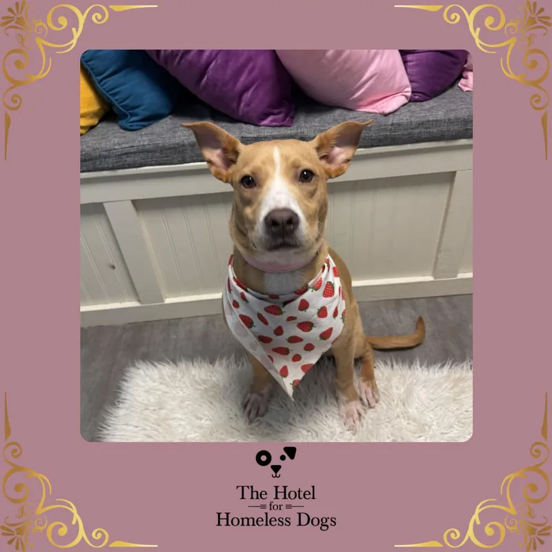 A young medium-sized female Golden American Staffordshire Terrier dog named Gladis for adoption in Cumberland, RI
