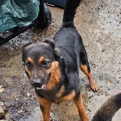 Ernie Maxwell thumbnail 2