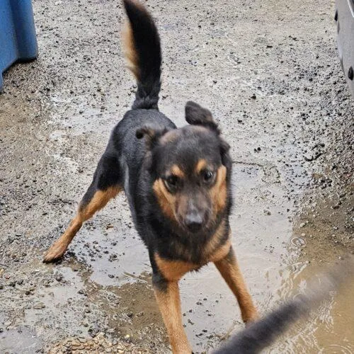 Ernie Maxwell thumbnail 4