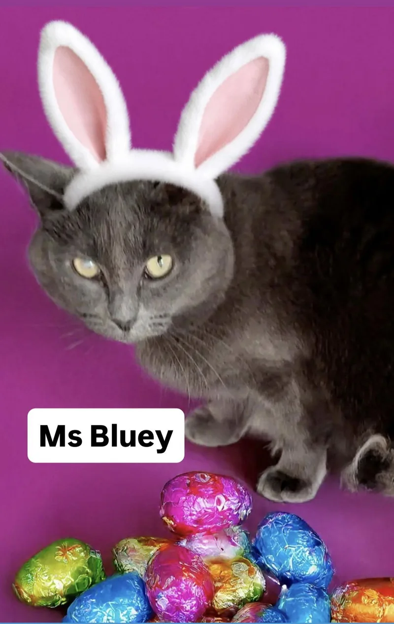 Ms Bluey At Martinez