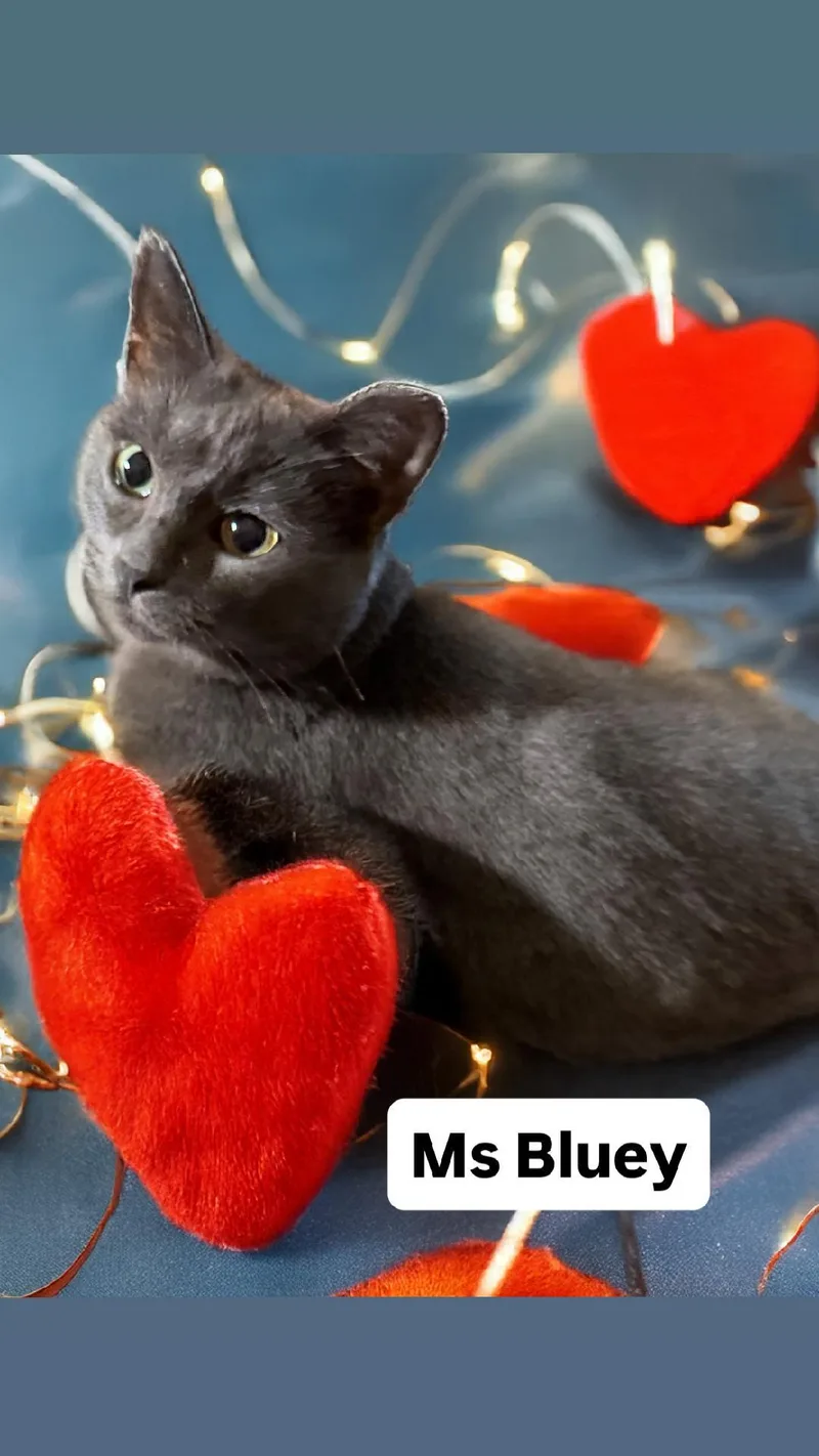 Ms Bluey At Martinez thumbnail 2