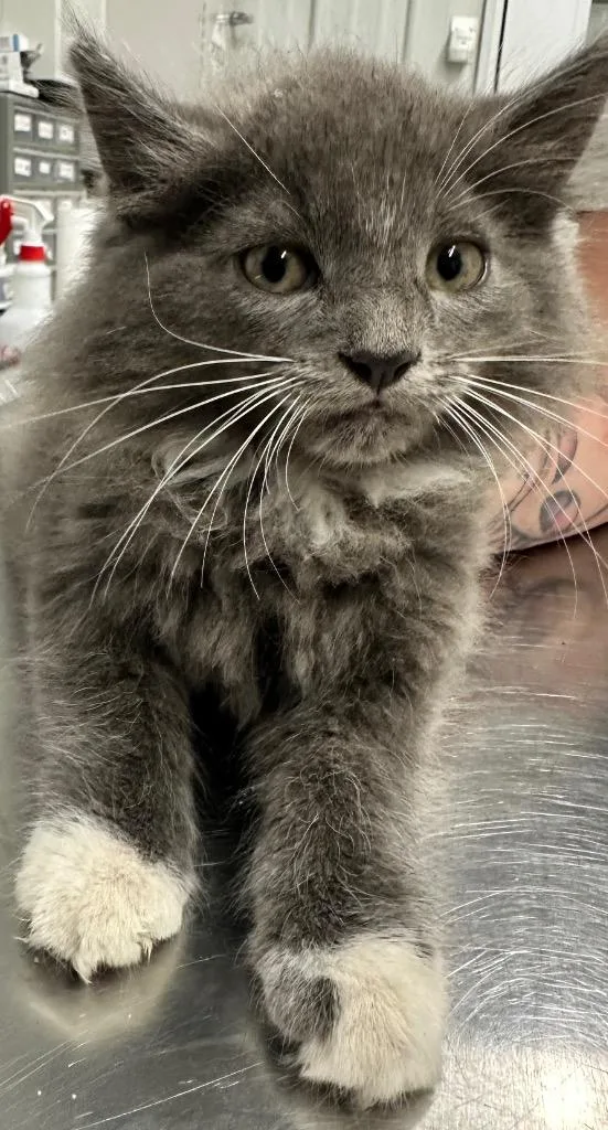 A baby small-sized female Domestic Long Hair cat named Raya for adoption in Hillsdale, IN
