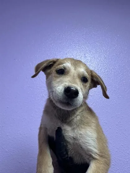 A baby medium-sized male Yellow / Tan / Blond / Fawn Mixed Breed dog named 61013157 for adoption in El Paso, TX