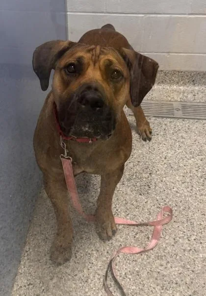 An adult extra large-sized female Brown / Chocolate Mastiff dog named Nala for adoption in Kansas City, MO