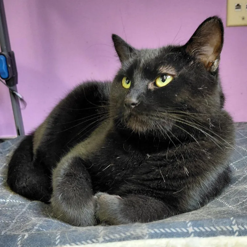 An adult large-sized male Black Domestic Short Hair cat named Binx for adoption in Hamburg, NY