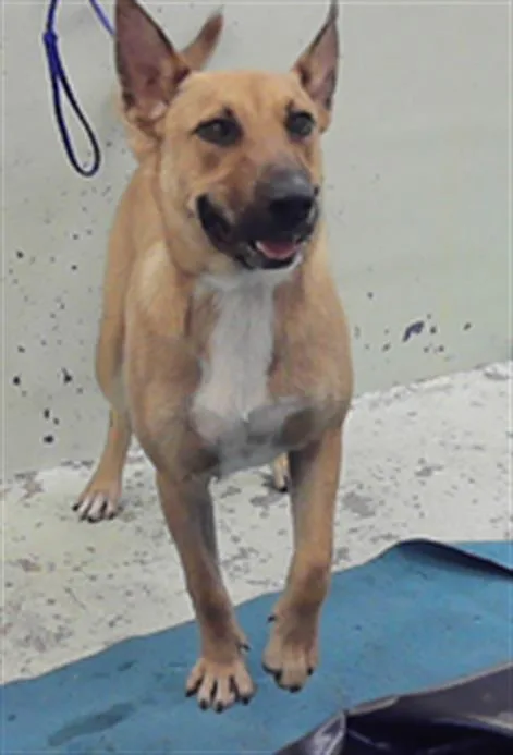 A young medium-sized male German Shepherd Dog dog named Roman for adoption in Houston, TX