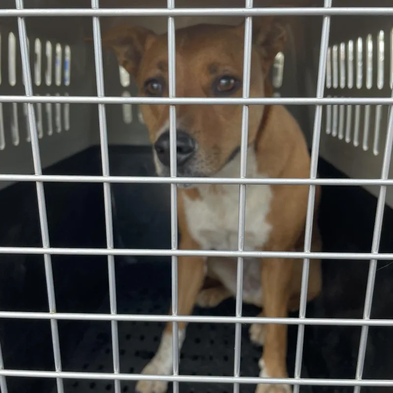 An adult small-sized female Apricot / Beige Mixed Breed dog named Blossom for adoption in Lake Jackson, TX